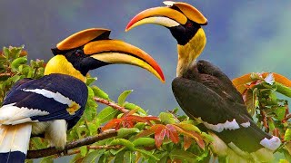 Cute Hornbill fly to ripe near home hornbill [upl. by Monty23]