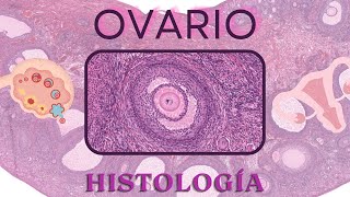 Histología de Ovario [upl. by Coletta]