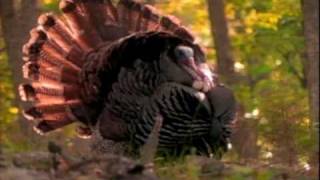 50 Years of Turkey Hunting in Missouri [upl. by Suoicerpal443]