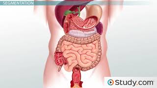 Movement Through the Small Intestine Peristalsis Segmentation amp Pendular Movement [upl. by Airtina992]