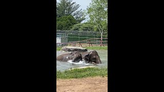 Elephant Family Pool Party [upl. by Notrab]