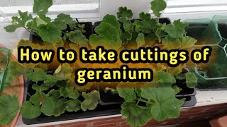 How to grow geranium by cuttings  overwintering geraniums by cuttings  Garden Ideas amp DIY [upl. by Vincenty753]