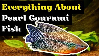 Pearl Gourami Care Pearl Gourami Fish Tank Mates Breeding Tank Size and Feeding Info [upl. by Assillim157]