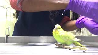 Gavage feeding sick bird [upl. by Linnie]