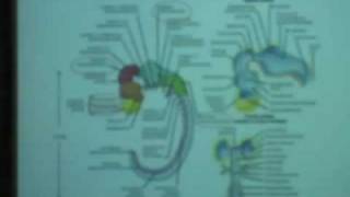 Behavioral Neuroscience Lab Lec 1 Psychology 116 UCLA [upl. by Margareta197]