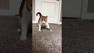 meet this kitty with wobbly cat syndrome [upl. by Hughett]