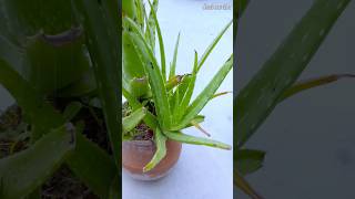 Aloe Vera Plant Care Surprising Tips You Need to Knowshorts aloevera plants [upl. by Nosnevets803]