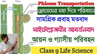 PHLOEM TRANSPORTATION II phloem and translocation in plantPhloem Transport Meaning Mechanism [upl. by Narah]