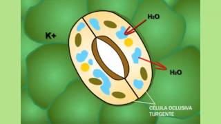 ¿Cómo se abren y se cierran los estomas [upl. by Desirae]