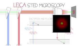 STED Confocal SuperResolution  Leica TCS SP8 STED 3X [upl. by Marge514]