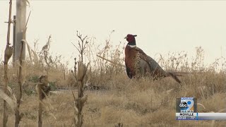 Possible Changes To SD Pheasant Hunting Season [upl. by Idrahs130]