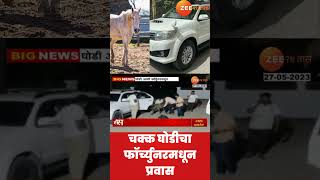 Horse In Fortuner  ऐकावं ते नवलच चक्क घोडीचा फॉर्च्युनरमधून प्रवास व्हिडिओ तुफान व्हायरल [upl. by Noe]