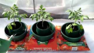 Sow Along Planting Tomatoes in a Grow Bag  Week 9 [upl. by Sile]