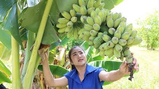 Its call quot Kramuon quot banana  Harvest banana to make dessert with country style  Country chefs [upl. by Plotkin]