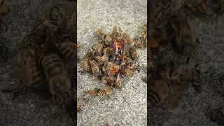 Disrupting a Hot Defensive Bee Ball Giant Hornet Revealed [upl. by Gipps380]