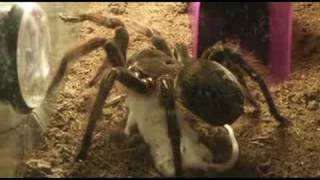 Tarantula Theraphosa blondi eating mouse [upl. by Godbeare]