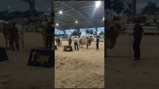 En venta Semental BRAHMAN de Registro en Yucatán que recibió Reconocimiento en Feria Tizimín 2024 [upl. by Alletsyrc]