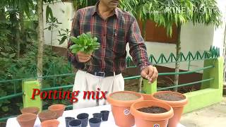 How to grow and care Bryophyllum  the miracle plant [upl. by Fillander]