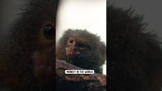 Meet The Pygmy Marmoset [upl. by Kcirttap619]