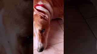 Naan kovama irukean funnyshorts petloverscommunity doglover petlovefunnyshorts funnyvideodogs [upl. by Alekim431]