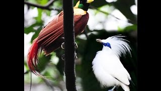 Bird of Paradise and Bali Starling [upl. by Eed860]