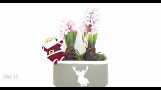 PINK HYACINTHUS ORIENTALIS XMAS TIME LAPSE 4K [upl. by Ulund]