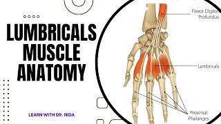 Lumbricals Muscle Anatomy  Anatomy Lecture Series [upl. by Reinald]