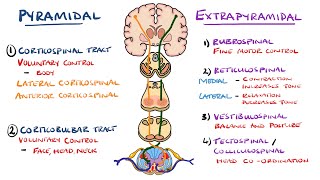 Extrapyramidal and Pyramidal Tracts  Descending Tracts of the Spinal Cord  Includes Lesions [upl. by Nyrek]