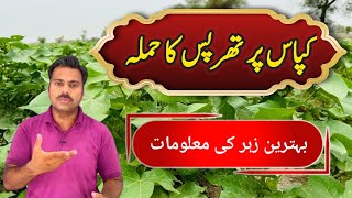 How to control thrips in cotton crop  Abid Ali Agrarian [upl. by Gagne]