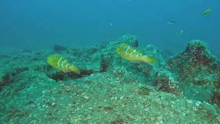 【映像記録】伊豆の沖縄化？ もはや普通種となってきたヒブダイを見る Is this Okinawa Seeing the now common Bluebarred parrotfish [upl. by Eirol32]