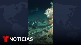 Descubren un impresionante arrecife de coral en islas Galápagos Ecuador  Noticias Telemundo [upl. by Gertrudis]