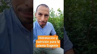 HIDRATACIÓN Y NUTRICIÓN PARA LA PLANTA EUGENIA [upl. by Davina]