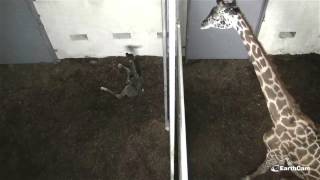 Live Giraffe Birth at The Greenville Zoo [upl. by Miehar]