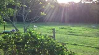 Alpacas pronking prancing at Madisons Mountain Retreat [upl. by Neeloc]