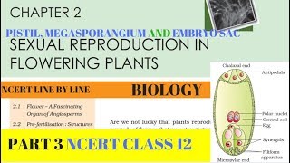 Part3 SEXUAL REPRODUCTION IN FLOWERING PLANTS chapter2 NCERT class 12th biology [upl. by Markman]