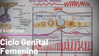 Fisiología del Ciclo Sexual Femenino hormonal ovárico y uterino ENARM [upl. by Enegue697]