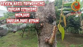 REVIEW TOPWORKING DURIAN SITOKONG MENJADI DURIAN DURI HITAM [upl. by Brogle]