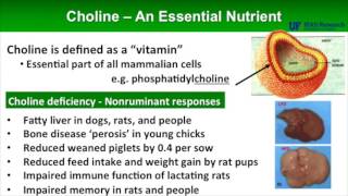 Choline A Required Nutrient [upl. by Rraval]