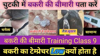 Online Training Bakri Ka Temperature Low Hai To Kaun Si Bimari Hai Bakri Ki Bimariya Jane Vimal [upl. by Pesek]