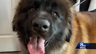 York County dog competes in National Dog Show [upl. by Socha446]