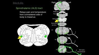 Foundational features of the brainstem [upl. by Aerehs]