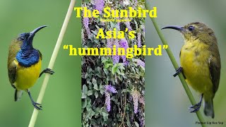 Asias quotHummingbirdquot  OliveBacked Sunbird 4K [upl. by Enirehtacyram]