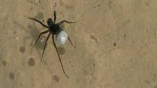 Ragno che cammina sullacqua  Spider walking on the water [upl. by Bidget457]