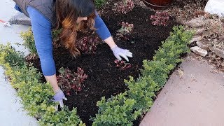 How I Take Care of Hellebores in the Spring ✂️🌿 Garden Answer [upl. by Urias264]