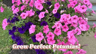 Perfect Petunias Tour amp Grow Guide [upl. by Yhtrod282]