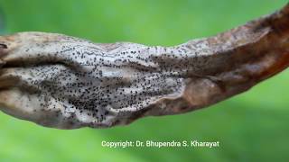 Anthracnose of Chilli [upl. by Ofloda]