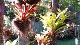 Bromeliad mix Plants  Bromelia planta de exceptie  Top 10 Bromeliads HD 01 [upl. by Wilde]