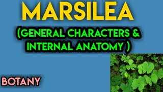 marsilea general charactersmarsilea morphologymarsilea anatomymarsilea in hindi [upl. by Acisseg]