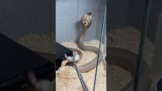 Feeding COBRAS shorts [upl. by Edwards]