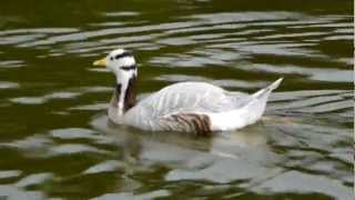 Barheaded Goose Anser indicus  Streifengans oder Indische Gans 3 [upl. by Yancey]